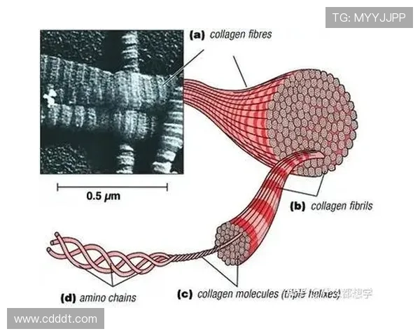 成都羽毛球队防守策略解析及其在比赛中的应用与影响 成都羽毛球队防守策略解析及其在比赛中的应用与影响
